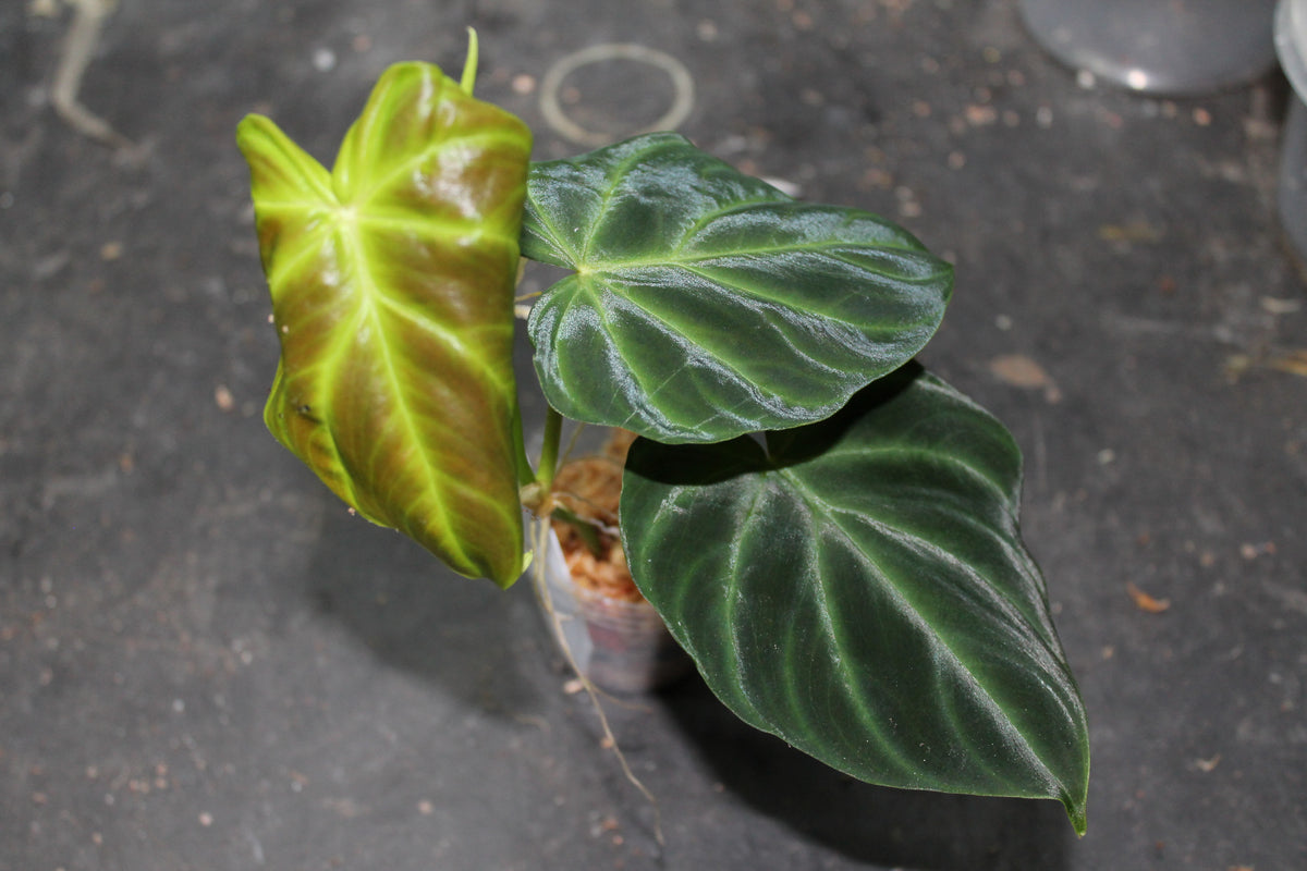 philodendron verrucosum mini Philodendron verrucosum