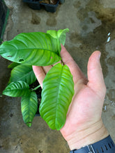 Load image into Gallery viewer, Philodendron cf. inaequilaterum