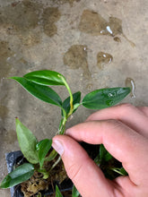 Load image into Gallery viewer, Philodendron aff. pierrelianum