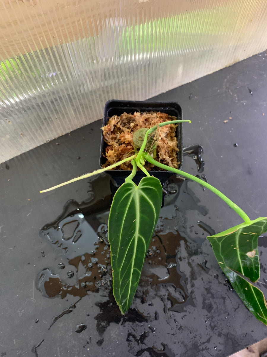 anthurium queen narrow dark Anthurium warocqueanum "Dark Narrow Form" – Equatorial Ecosystems