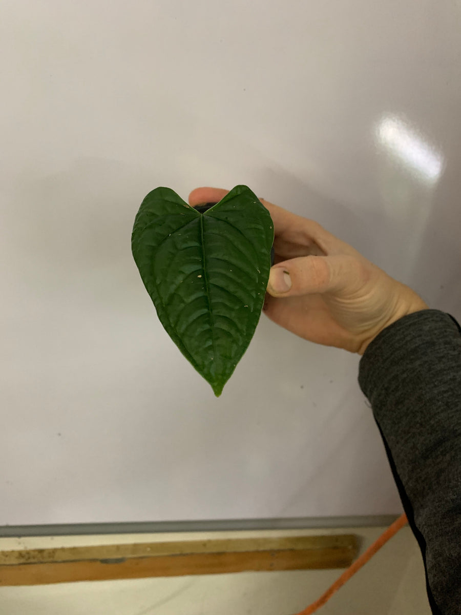 anthurium lappoanum Anthurium lappoanum