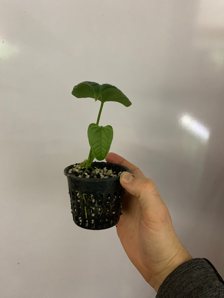 anthurium lappoanum Anthurium lappoanum – Equatorial Ecosystems