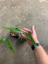Load image into Gallery viewer, Zamia pseudoparasitica