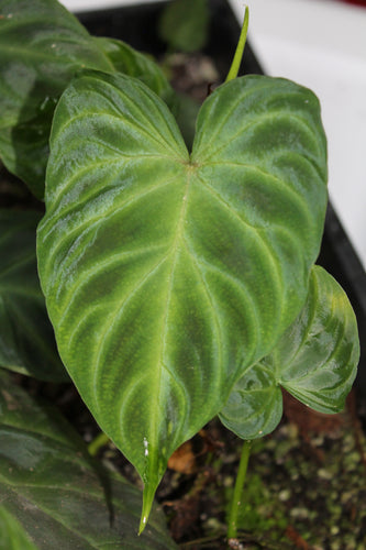 Philodendron verrucosum - Peruvian form