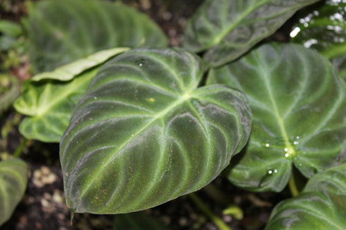 Philodendron verrucosum - Ecuadorian form