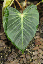 Load image into Gallery viewer, Philodendron verrucosum - Ecuadorian form #2 One of the red back forms