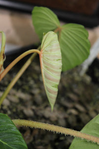 Philodendron verrucosum - Ecuadorian form #2 One of the red back forms