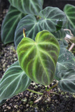 Load image into Gallery viewer, Philodendron verrucosum - Ecuadorian &quot;mini&quot; form