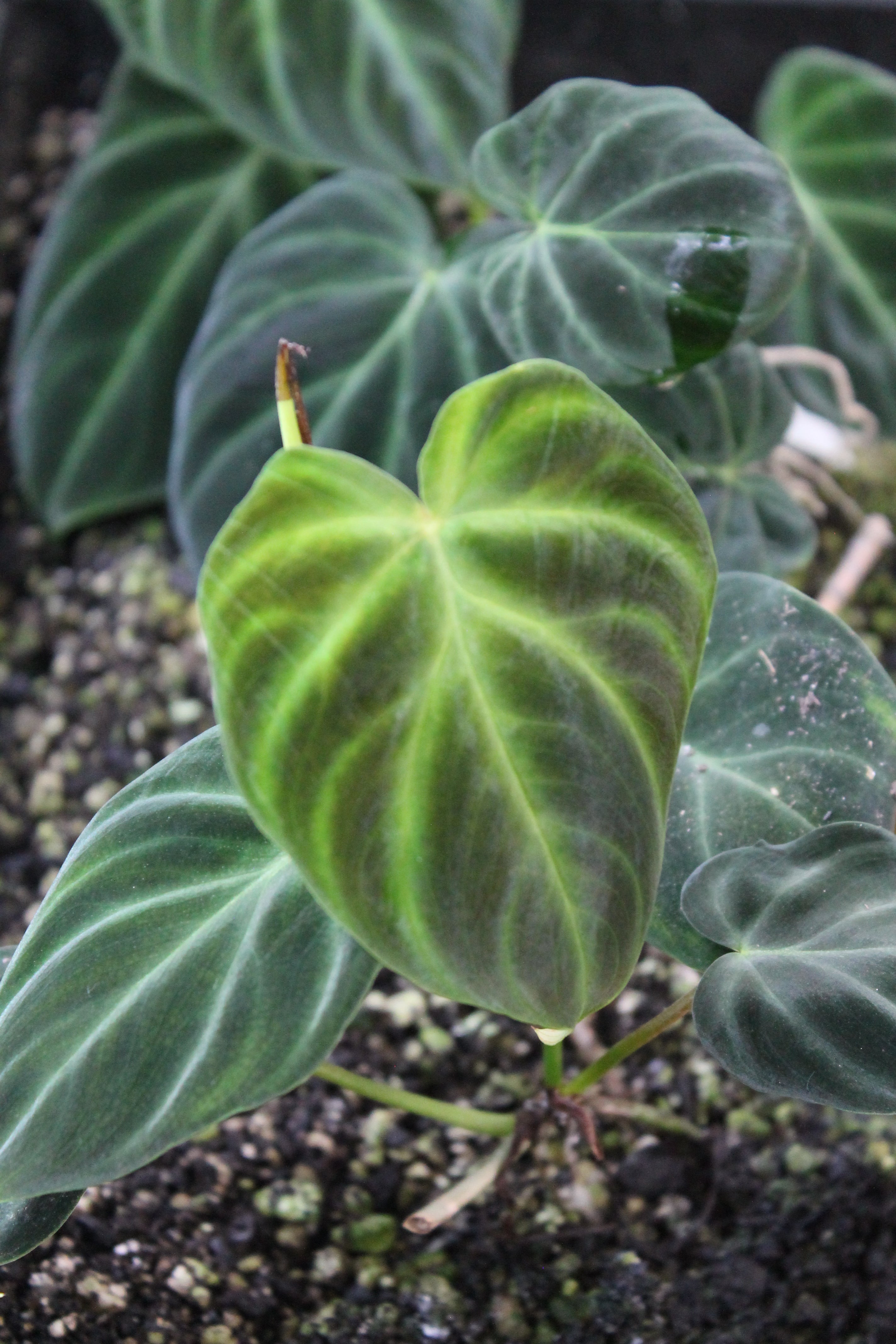 philodendron verrucosum mini Philodendron verrucosum
