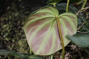 Philodendron verrucosum - Ecuadorian "mini" form