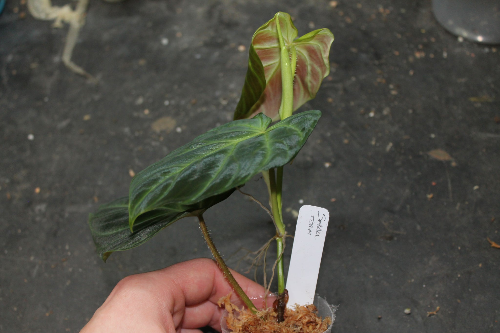 philodendron verrucosum mini Philodendron verrucosum