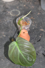 Load image into Gallery viewer, Philodendron camposportoanum