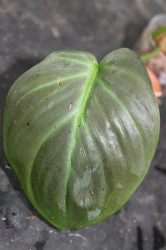 Philodendron camposportoanum