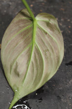 Load image into Gallery viewer, Philodendron camposportoanum