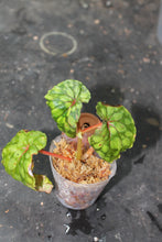 Load image into Gallery viewer, Begonia chlorosticta