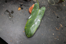 Load image into Gallery viewer, Philodendron atabapoense