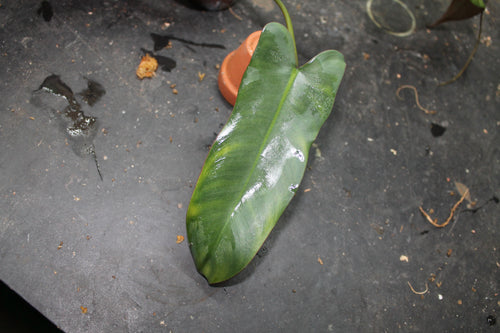 Philodendron atabapoense