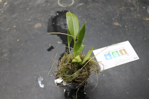 Pleurothallis teaguei