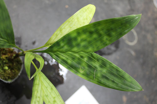Pinanga sp. Thai Mottled