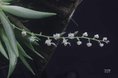 Ornithocephalus manabina