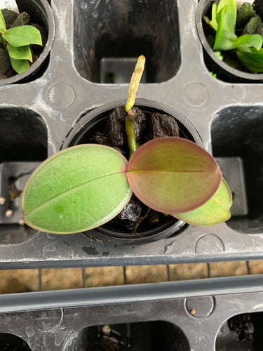Phalaenopsis aphrodite
