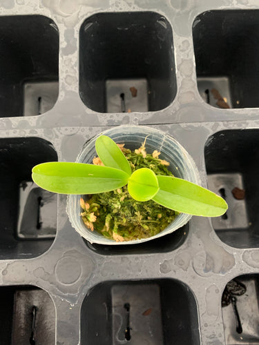 Phalaenopsis cornu-cervi fma. chattaladae