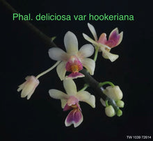 Load image into Gallery viewer, Phalaenopsis deliciosa subsp. hookeriana