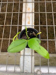 Phalaenopsis deliciosa subsp. hookeriana