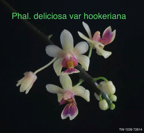 Phalaenopsis deliciosa subsp. hookeriana
