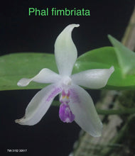 Load image into Gallery viewer, Phalaenopsis fimbriata
