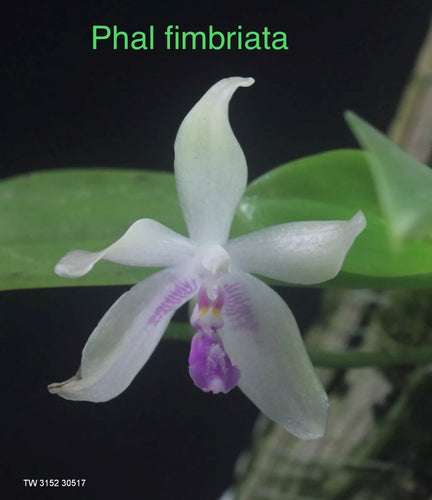 Phalaenopsis fimbriata