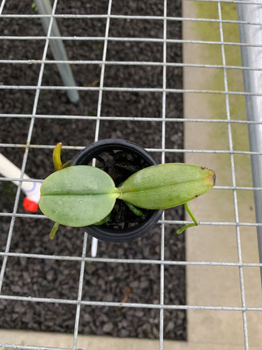 Phalaenopsis gigantea