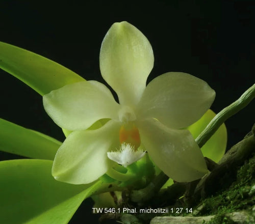 Phalaenopsis micholitzii