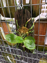 Load image into Gallery viewer, Phalaenopsis parishii