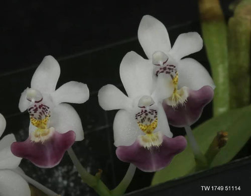 Phalaenopsis parishii
