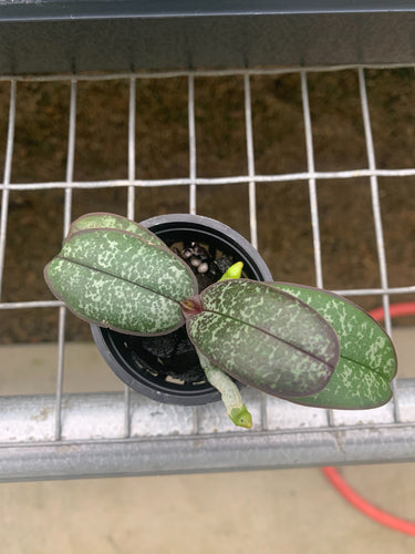 Phalaenopsis philippensis
