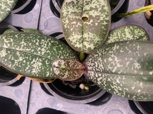 Phalaenopsis philippensis