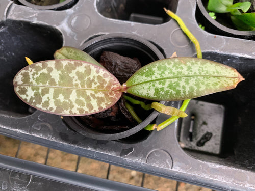 Phalaenopsis schilleriana