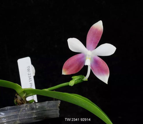 Phalaenopsis speciosa
