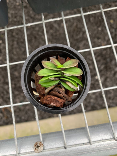 Schoeonorchis fragrans