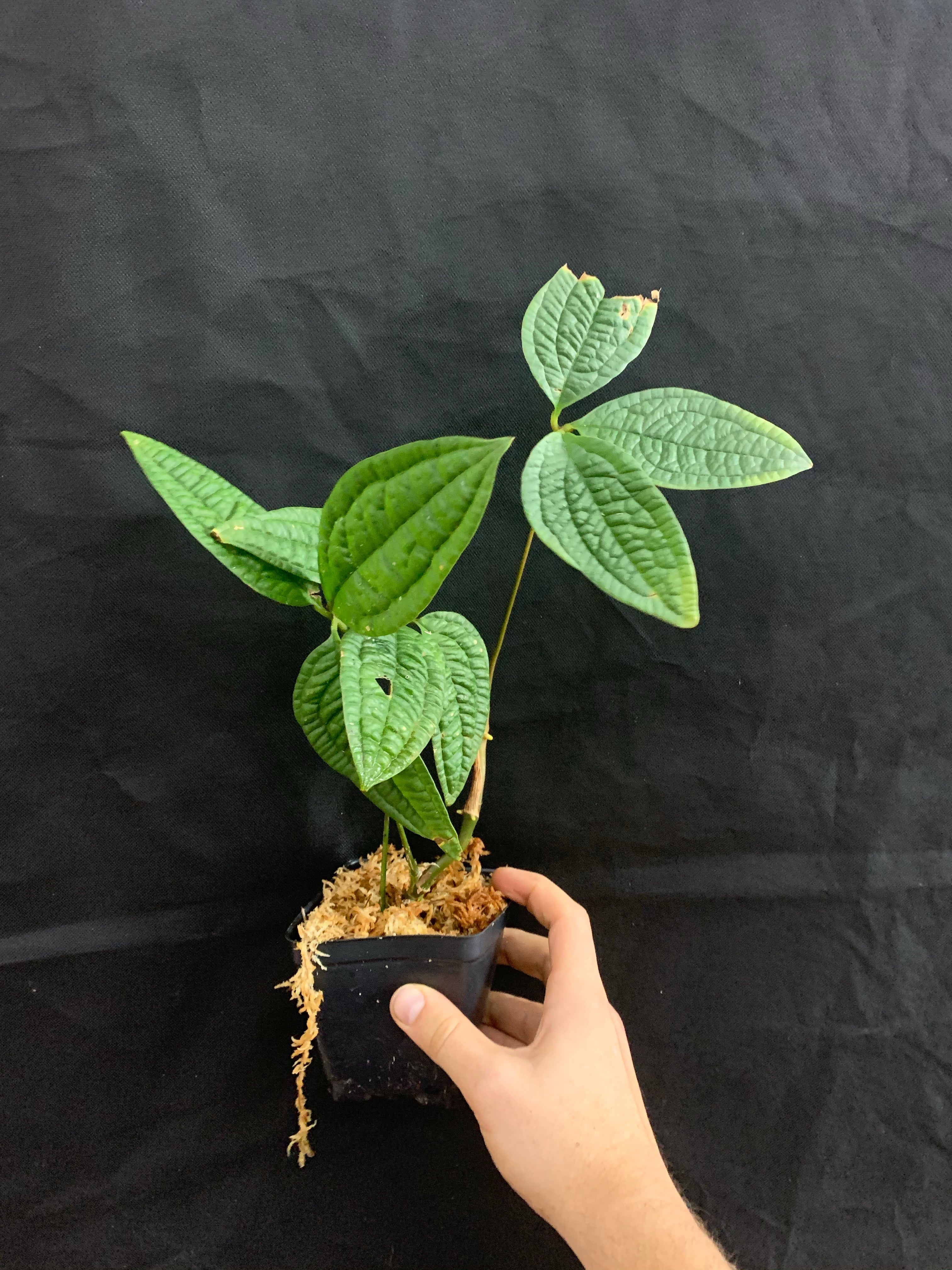 anthurium arisaemoides Anthurium arisaemoides