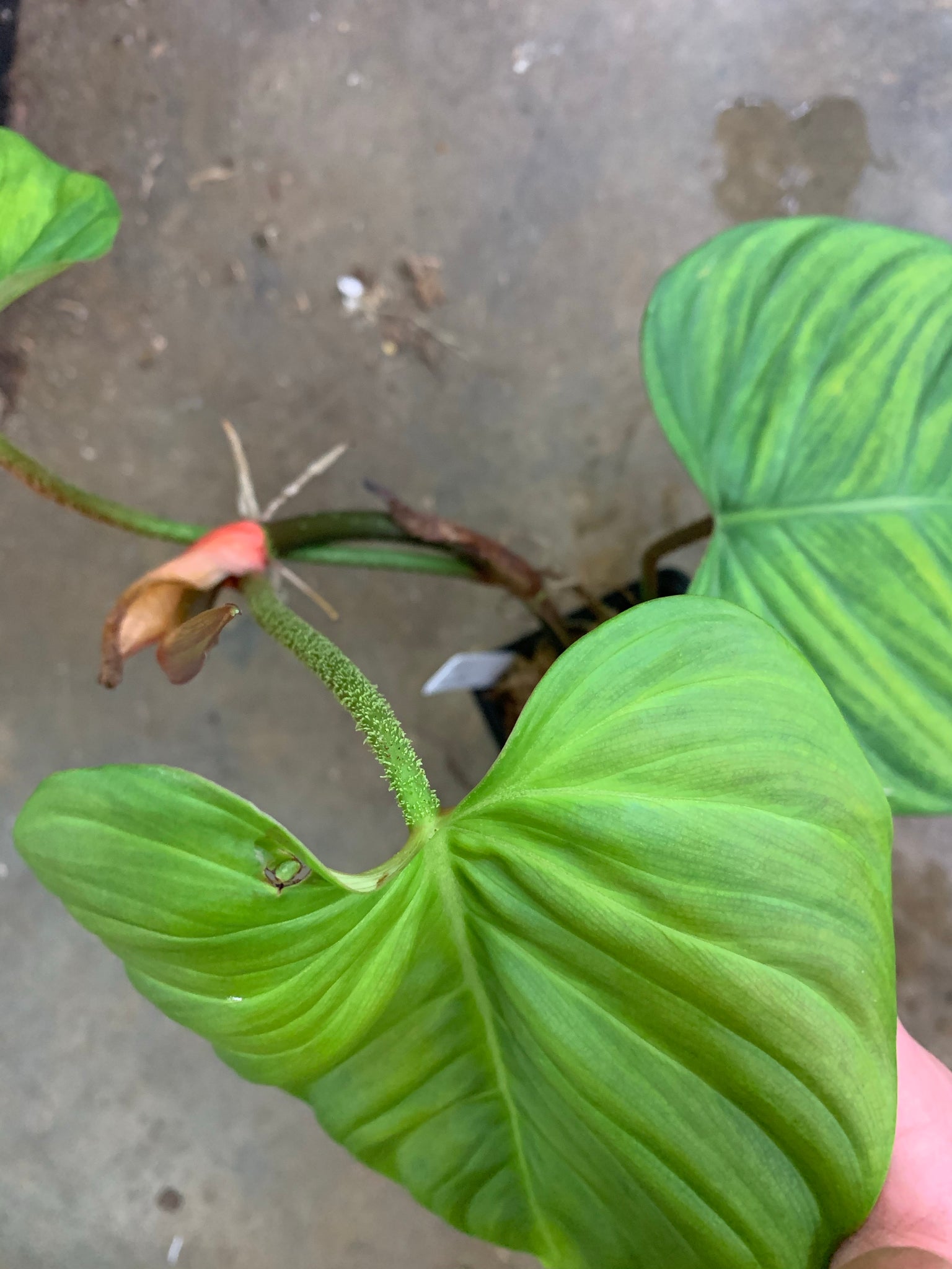 philodendron sp fuzzy petiole Philodendron sp. Fuzzy Petiole – Equatorial Ecosystems