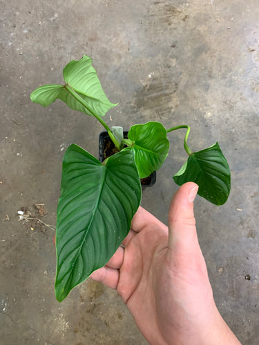 Philodendron “plowmanii”