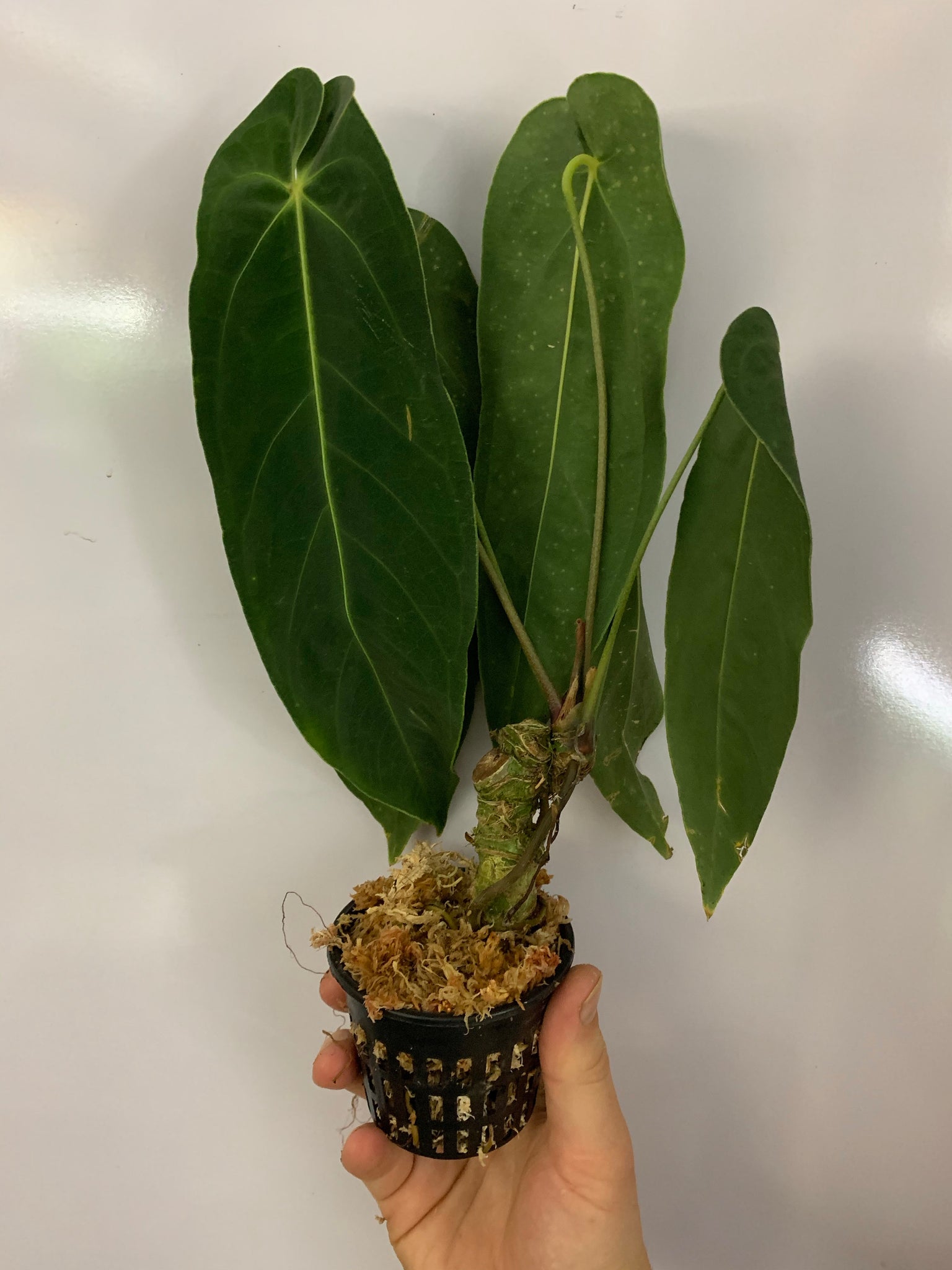 anthurium metallicum aff Anthurium metallicum – Equatorial Ecosystems