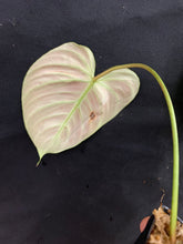Load image into Gallery viewer, Philodendron El Choco Red
