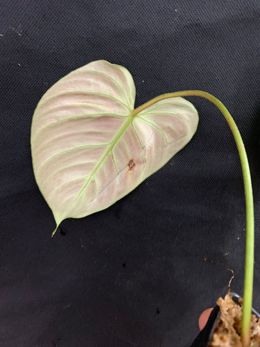 Philodendron El Choco Red