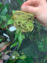 Load image into Gallery viewer, Bulbophyllum spodotriche