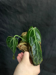Anthurium warocqueanum “Narrow Form”