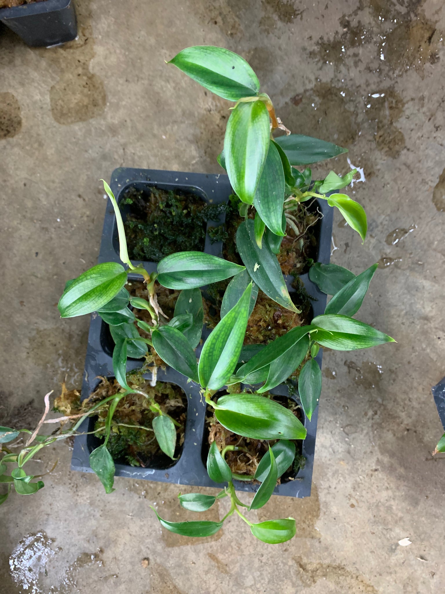 philodendron pierrelianum Philodendron aff. pierrelianum – Equatorial Ecosystems
