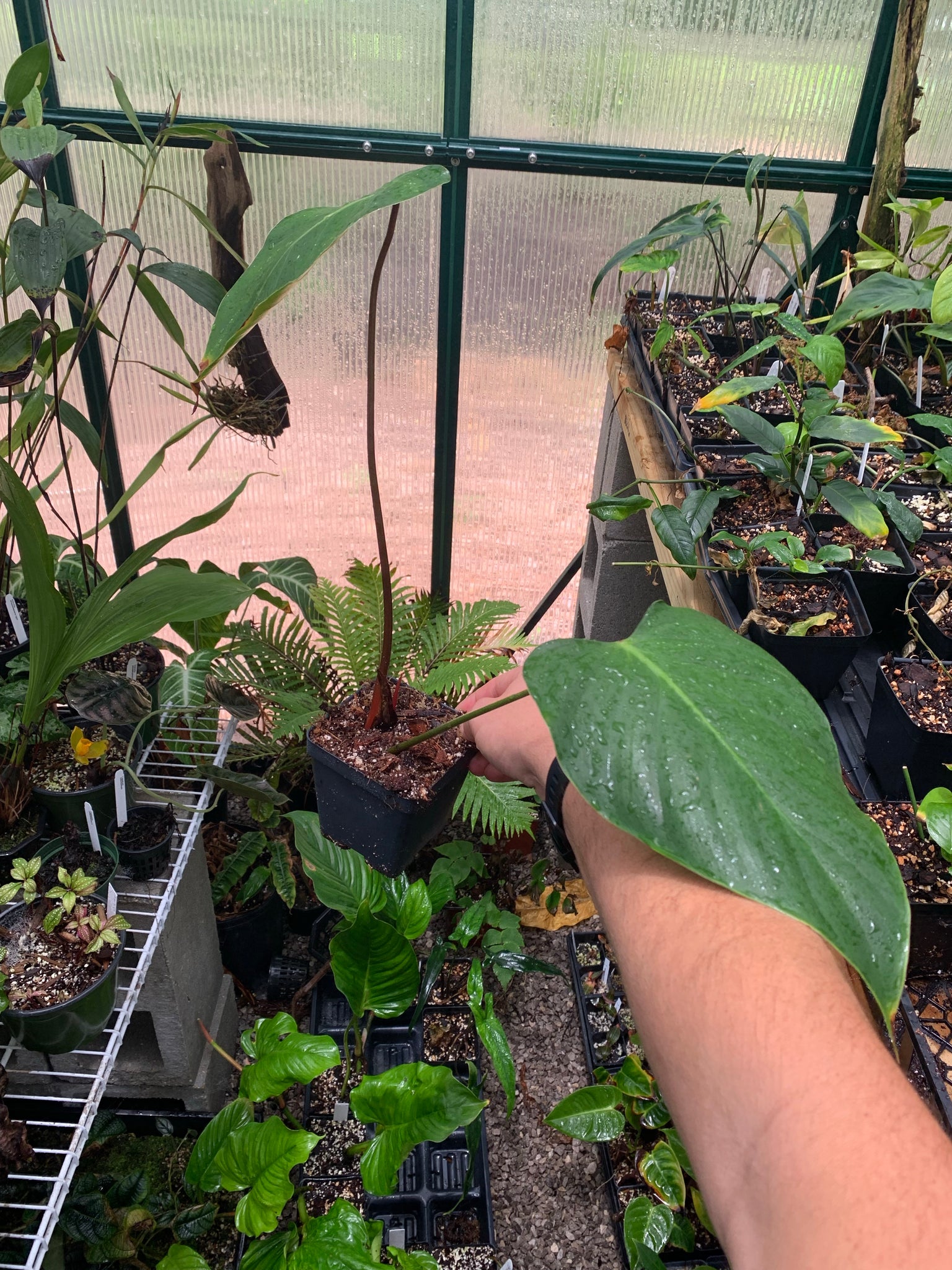 philodendron lynamii vs nangaritense Philo lynamii – Equatorial Ecosystems